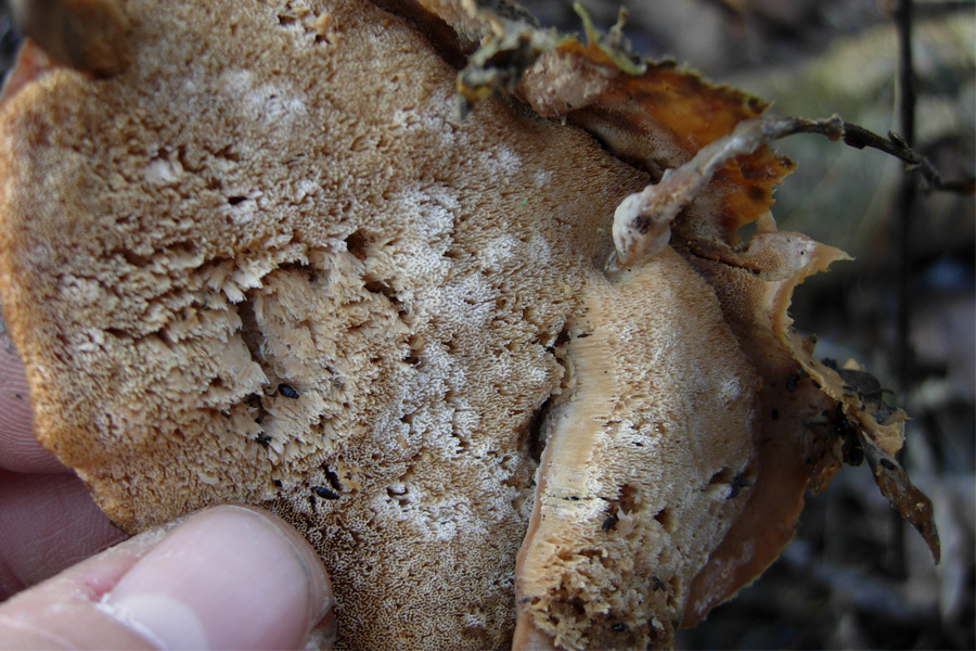 Lignicolo da determinare (Bjerkandera fumosa)